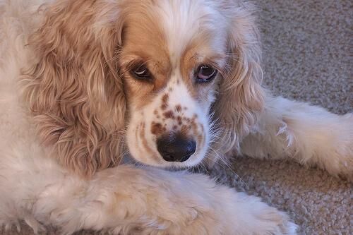 Spaniel Cocker