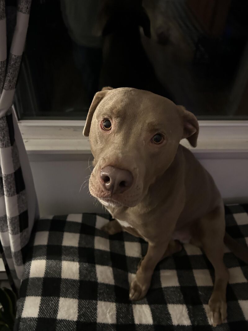 Gracie Mae giving me the don’t leave me face.