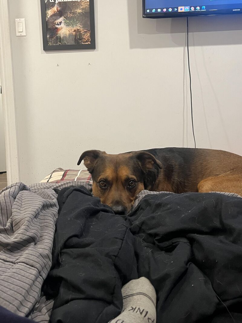 Does your pit ever just sit and stare at you? I wonder why XD