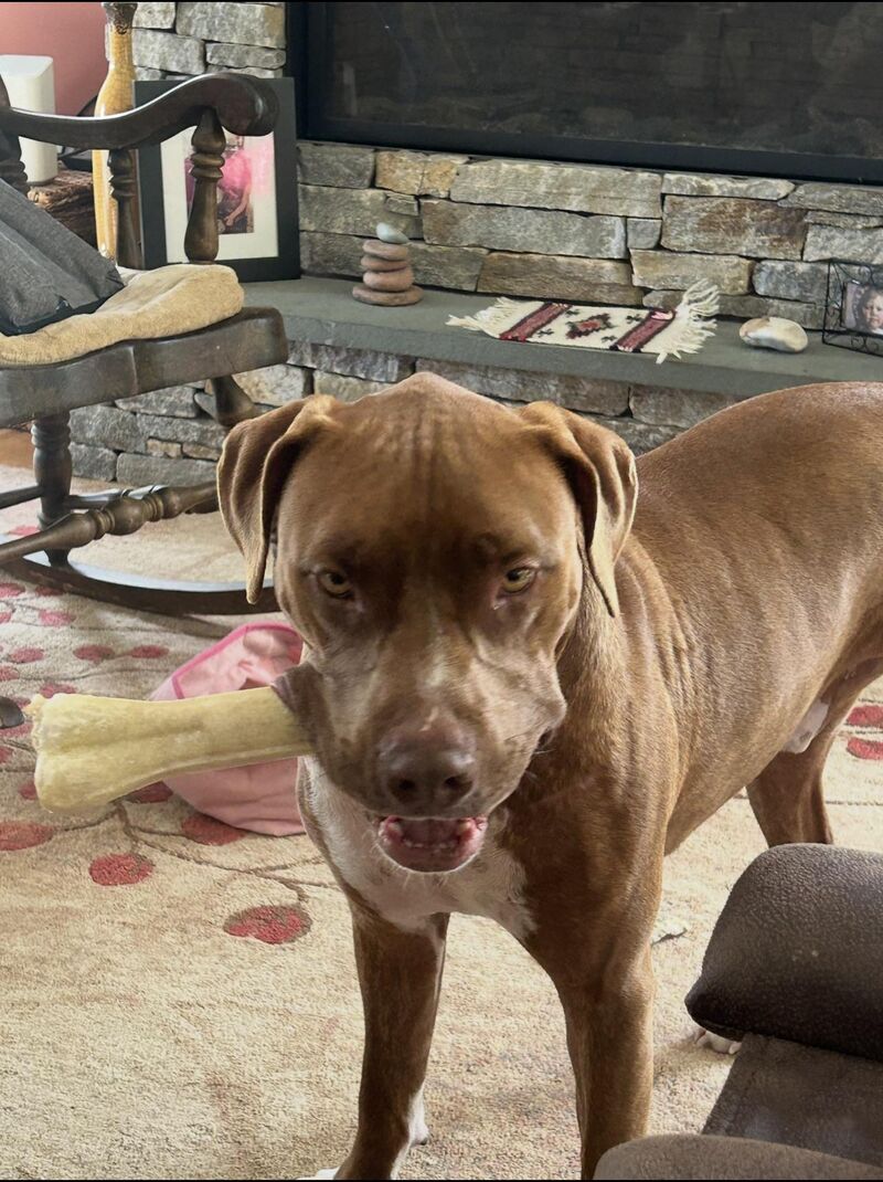 This is Buddy - a bone aficionado you might say