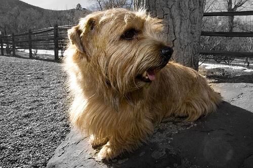 Terrier Norfolk