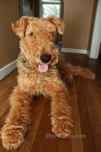 Airedale