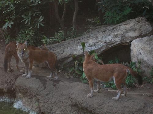 Dhole