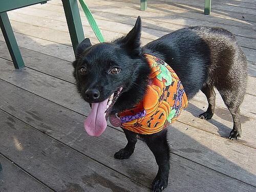 Schipperke