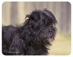 Affenpinscher