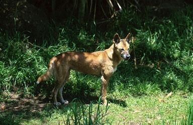 Dingo