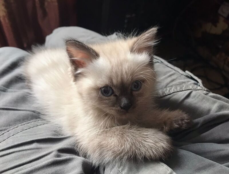 Leaving this little ball of happiness at home when l go to work hurts my heart every single time((