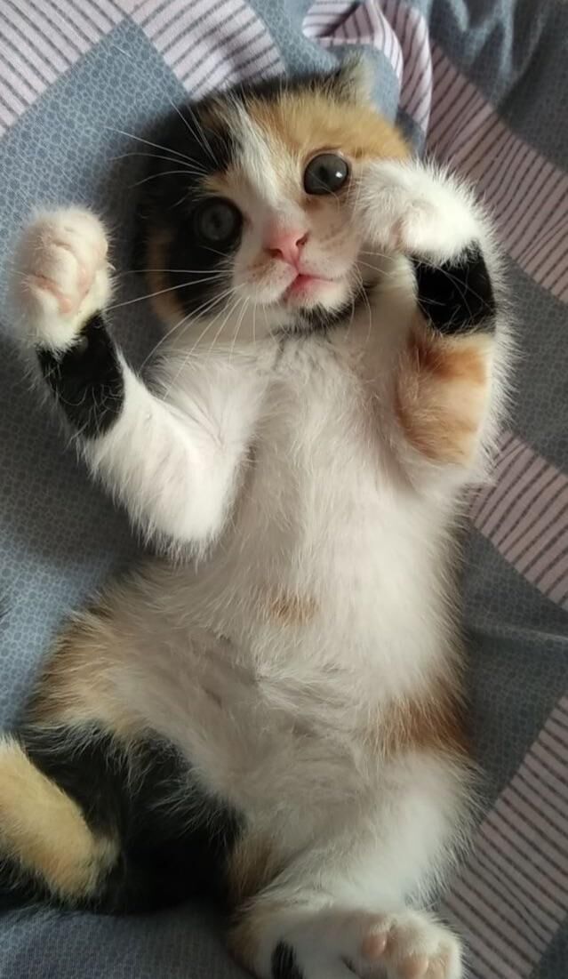 Put your hands up. This is a cuddle.