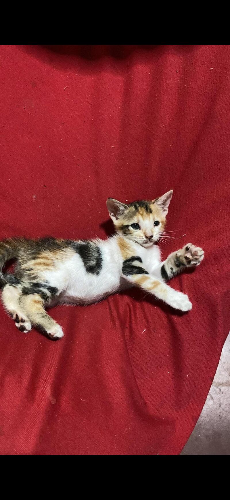 Look at this beautiful little thing