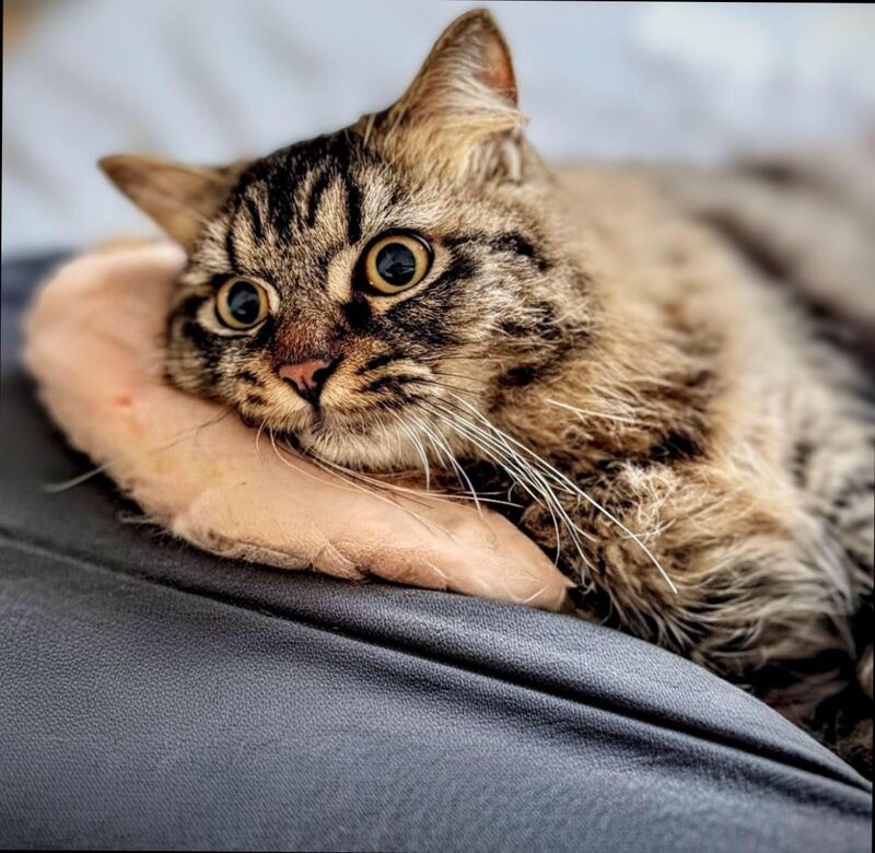 All I need is love and a cat 🤍🐾