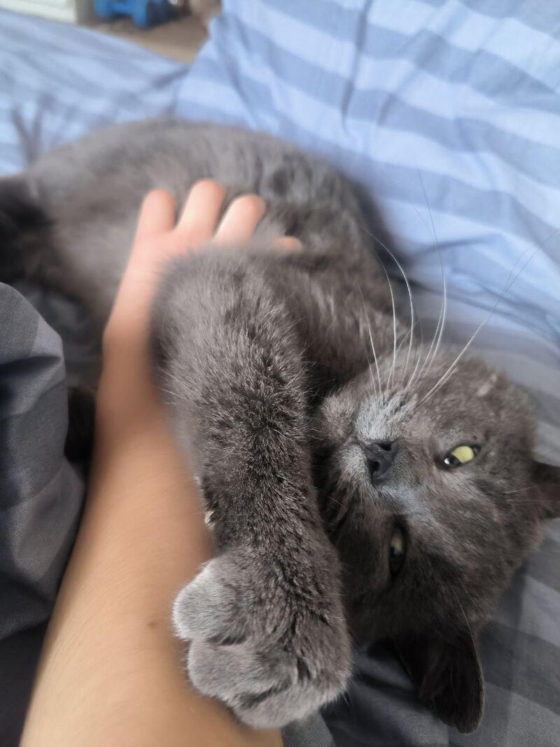 He won't let fo of my arm.I guess I'm stuck here forever now