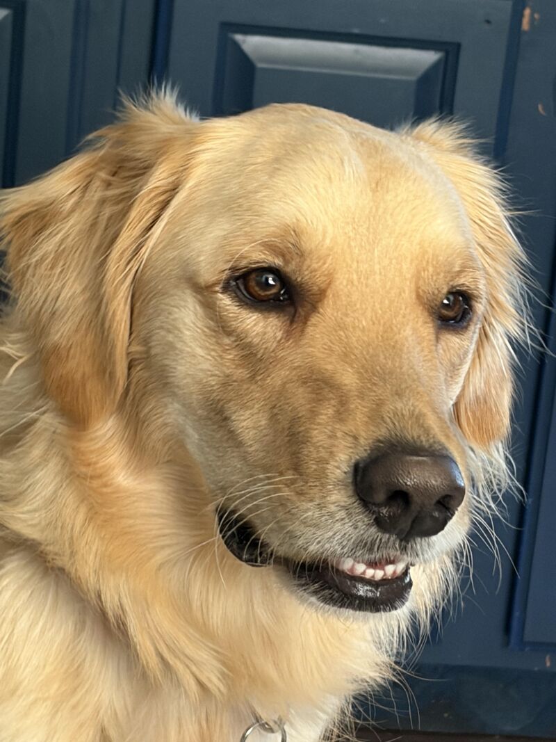 The look Fern gave me when I told her that her pet insurance went up 300%!