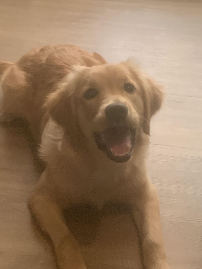 Goldens are known to be super friendly. In a bad situation, do you think your golden would try to defend?