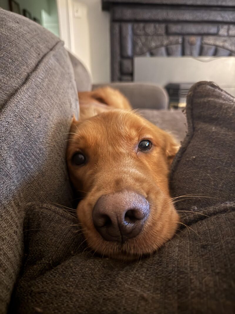 Auggie hopes you have a great day!