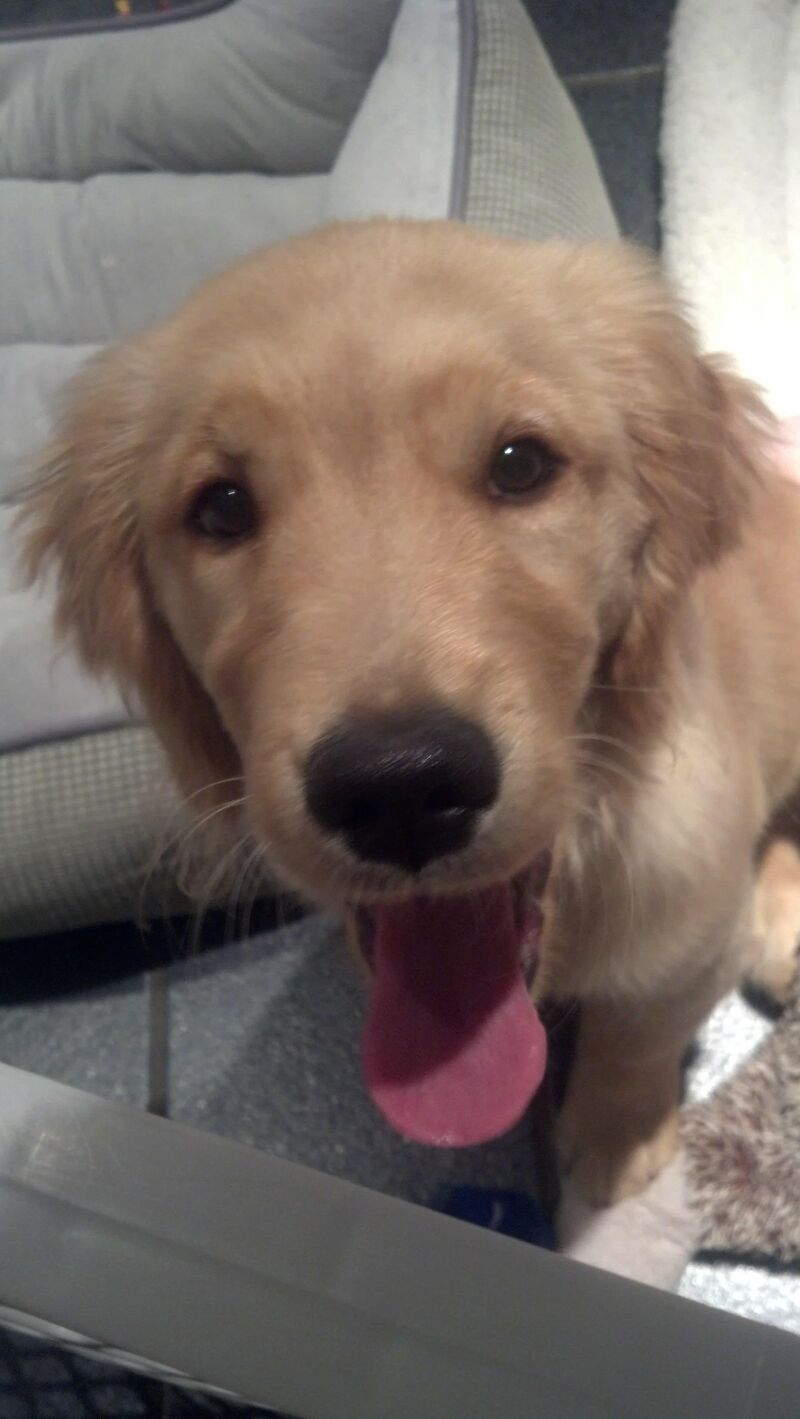 Does anybody recognize me? Throwback Thursday to when I was a crazy puppy -Maddy