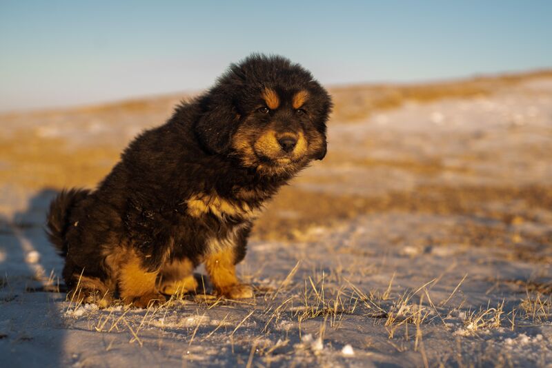 2 month old Bankhar puppy