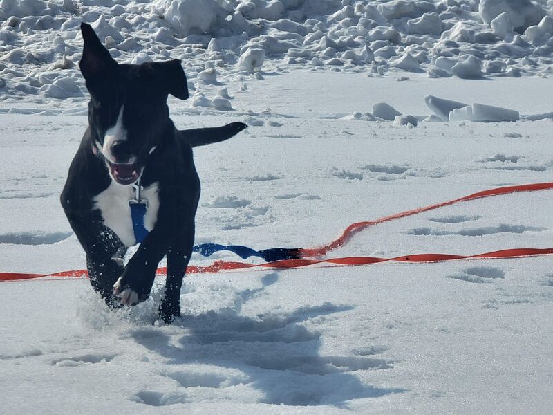 Lola at 5 Months old enjoying her first snow