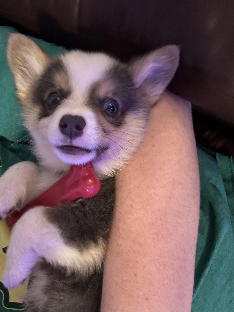 Tips for biting 9 weeks