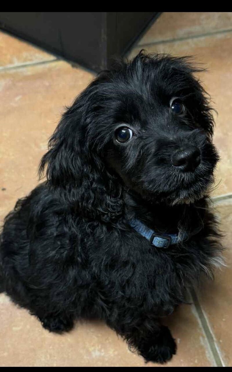 Did anyone’s puppy look like this gorgeous little Cockapoo at 12 weeks? Share what they look like now!