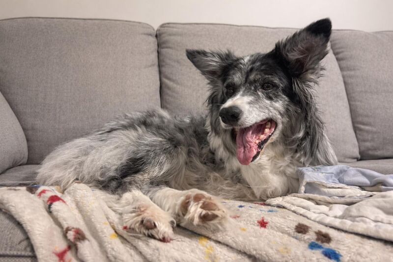 Boo Radley is going to be eleven next month. 🥺