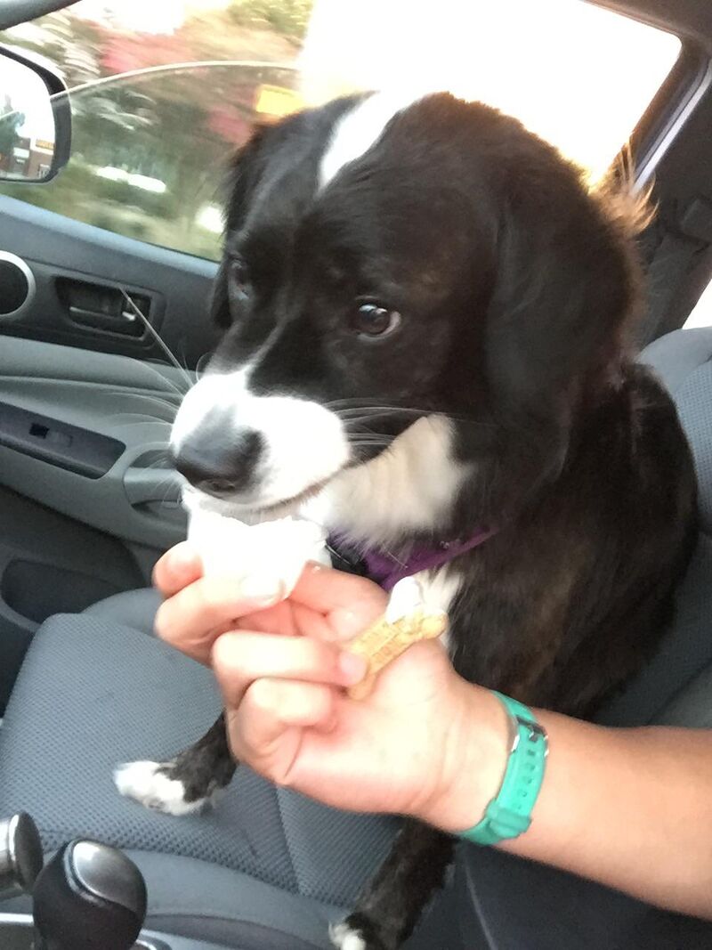 Who doesn’t love a good pupaccino???