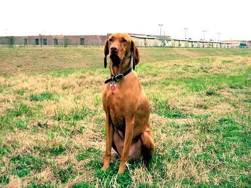 Vizsla