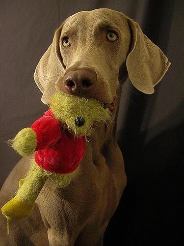 Weimaraner