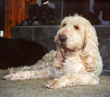 Otterhound