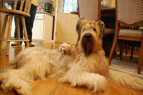 Briard