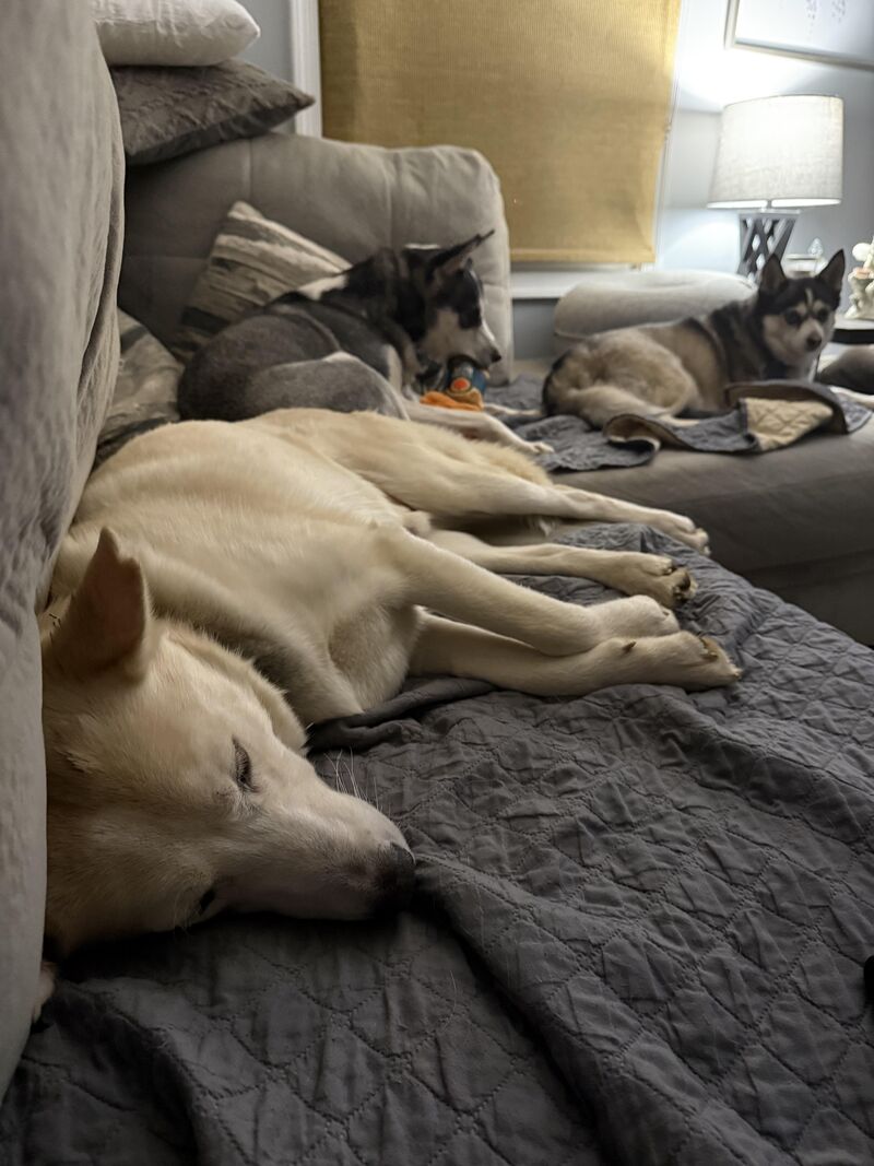 Stopping huskies from eating elderly cats food