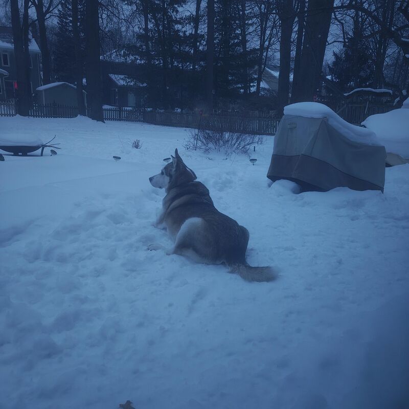 Has anyone seen the dog? 