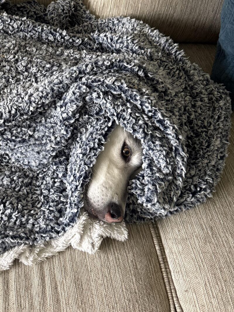 Kiroshima Burrito Pt. 2 🤍