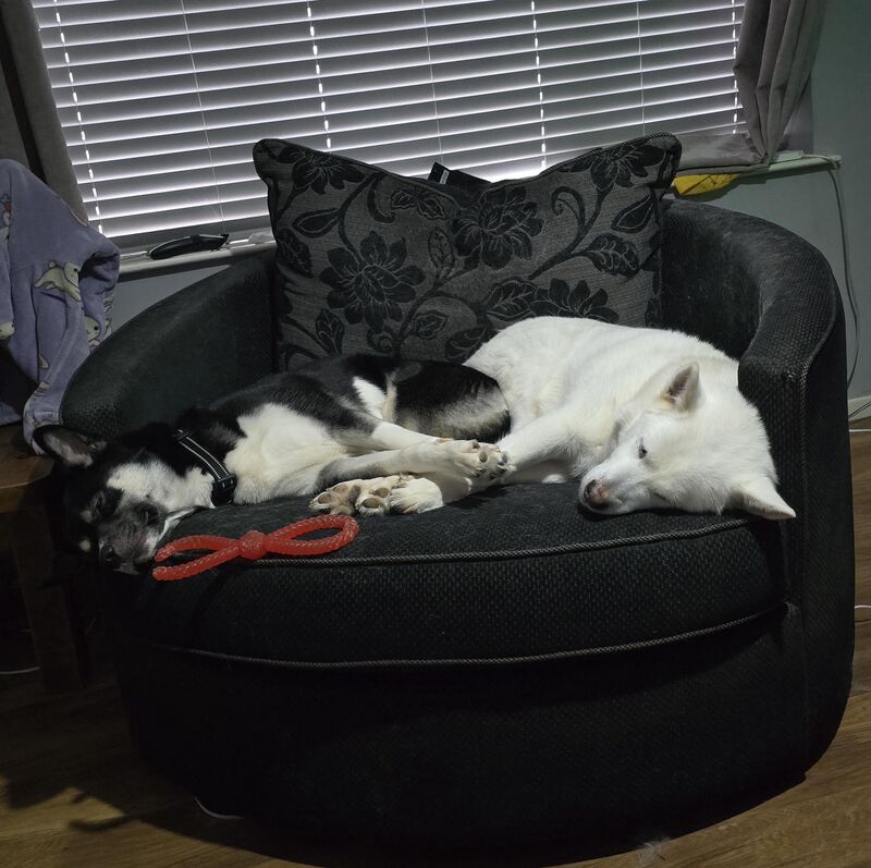 Luna & Lucy sleeping so peacefully together 😍