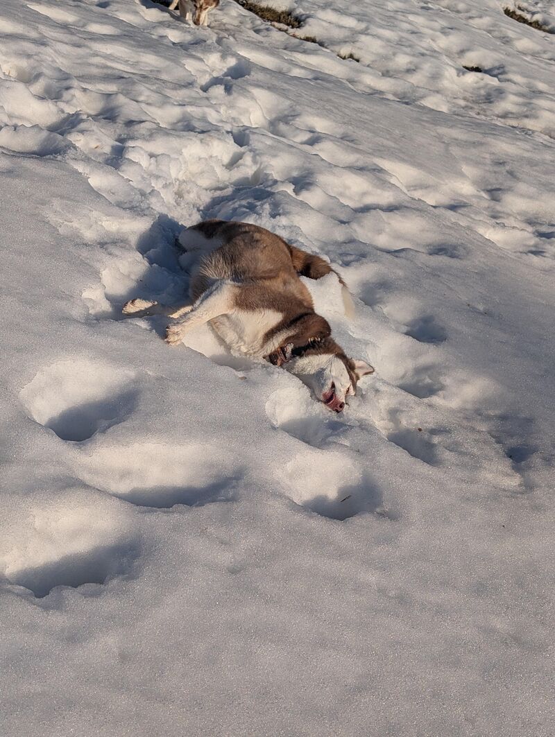 Cooling off after a chase