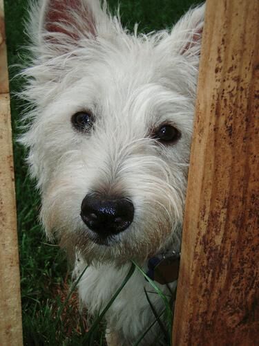 Terrier Westhighland