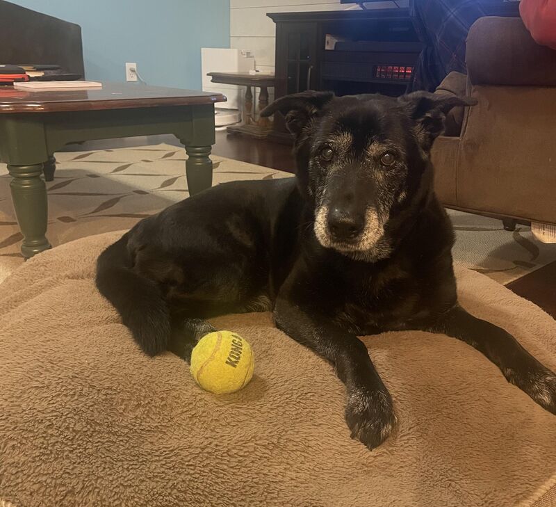 Few relationships are as stable as that of Otis and his ball