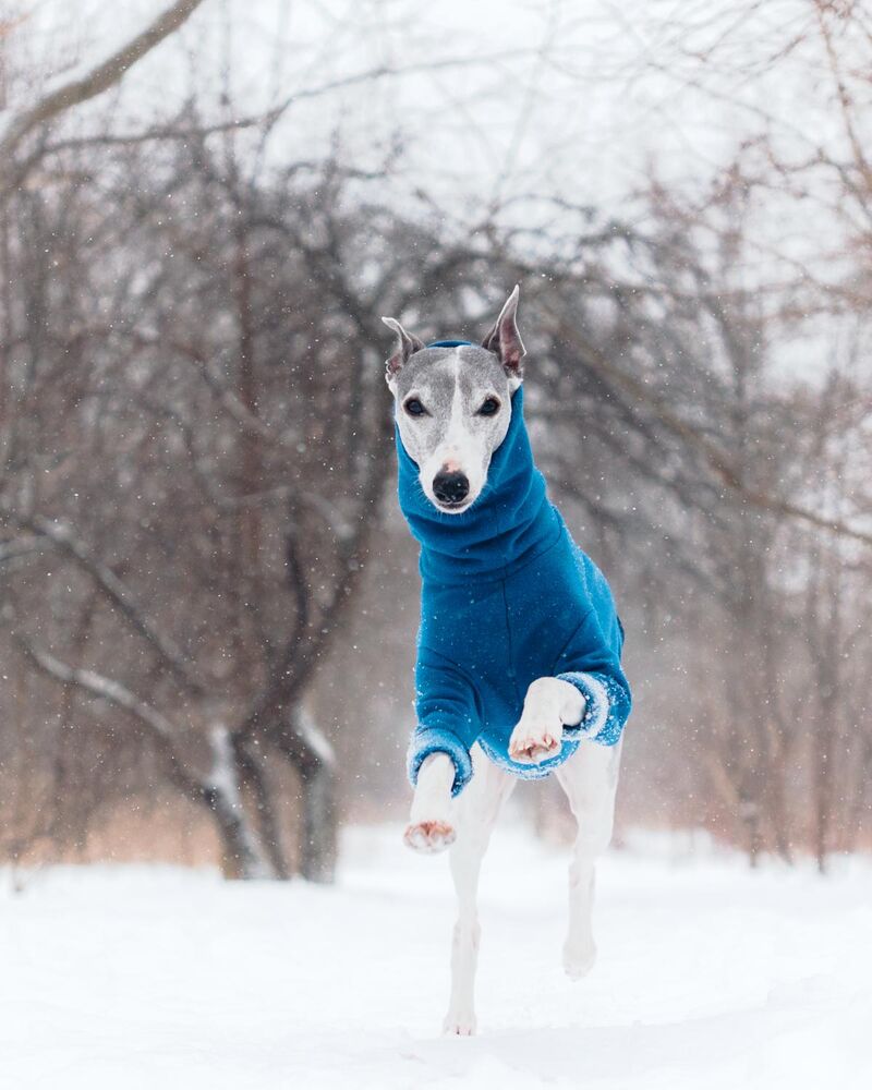 Speed Noodle engages winter zoom