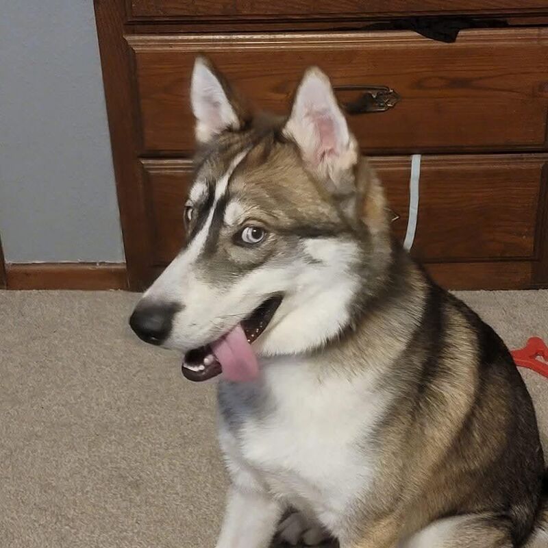 Brain.exe has stopped working.