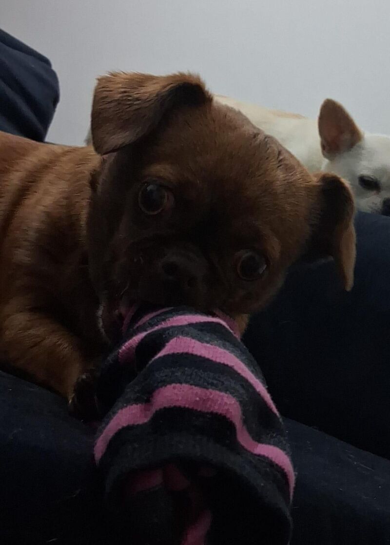 The sock didn’t stand a chance