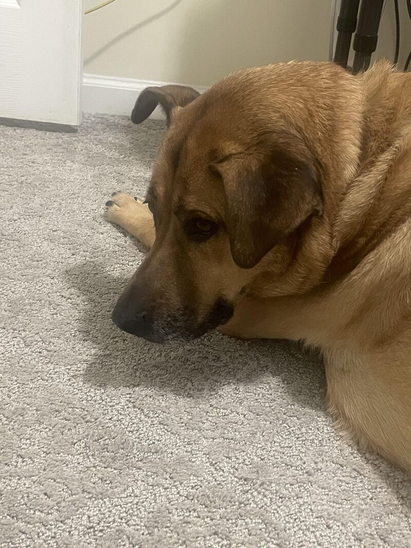 Penny likes to avoid eye contact when I’m trying to get her attention