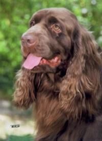 Spaniel Sussex