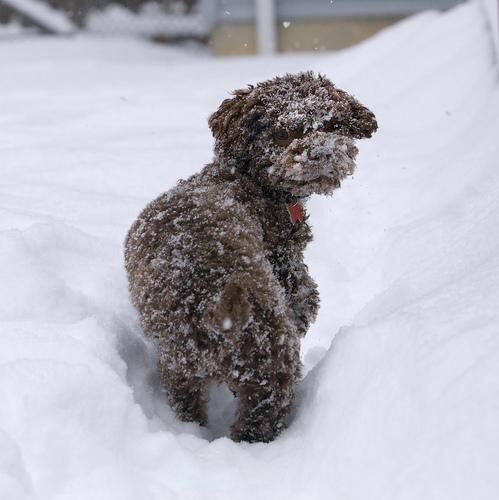 Poodle Miniature