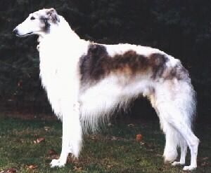 Borzoi