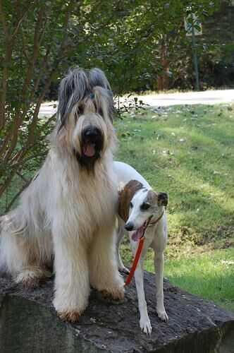 Briard