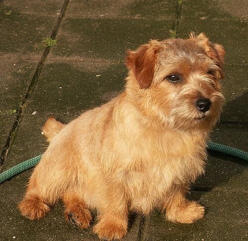 Terrier Norfolk