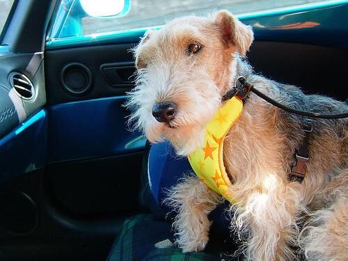 Terrier Lakeland