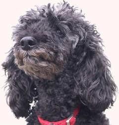 Poodle Miniature