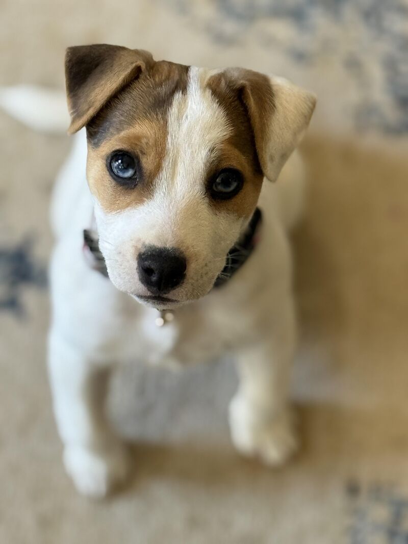 OC Skadi, she’s 11 weeks