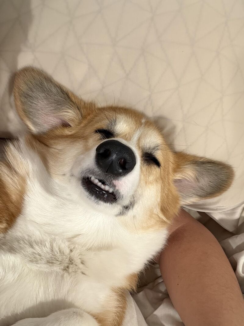 Post your sleeping corgis!