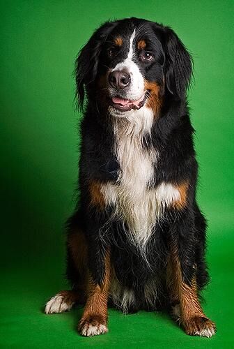 Mountain Bernese